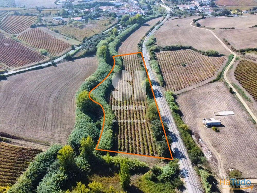 Terreno com Vinha Ativa Terreno com Vinha Ativa