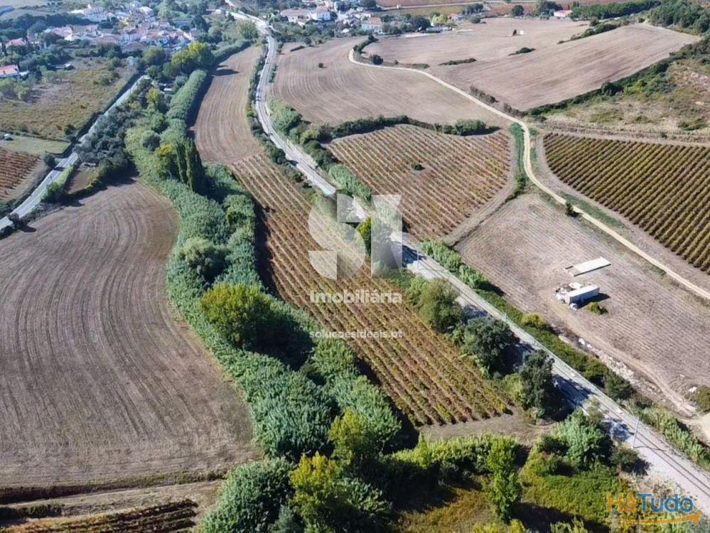 Terreno com Vinha Ativa Terreno com Vinha Ativa