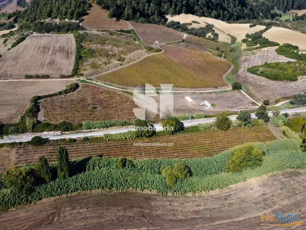 Terreno com Vinha Ativa Terreno com Vinha Ativa