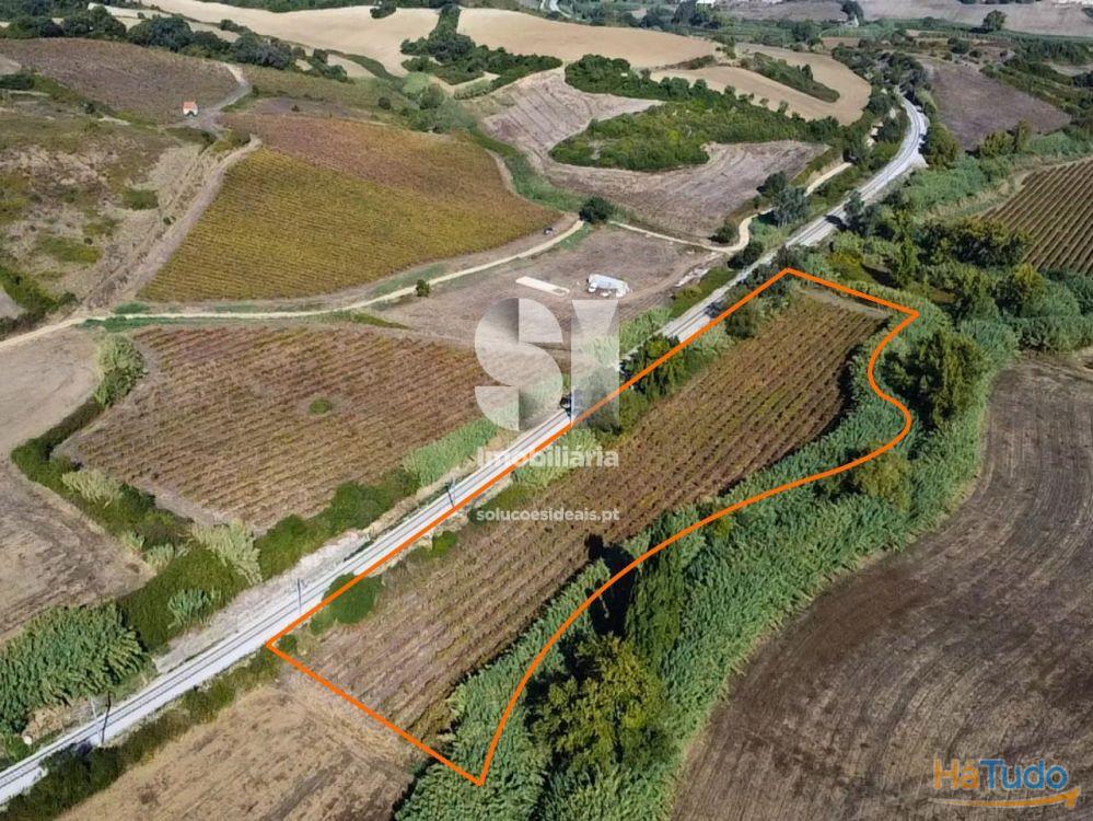 Terreno com Vinha Ativa Terreno com Vinha Ativa