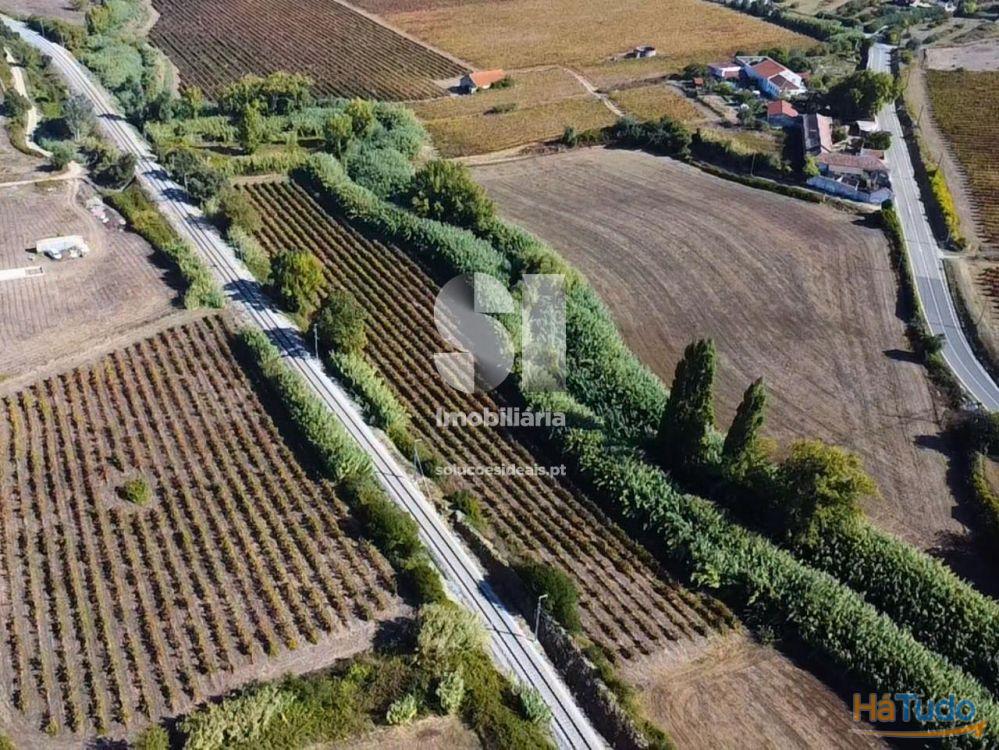 Terreno com Vinha Ativa Terreno com Vinha Ativa