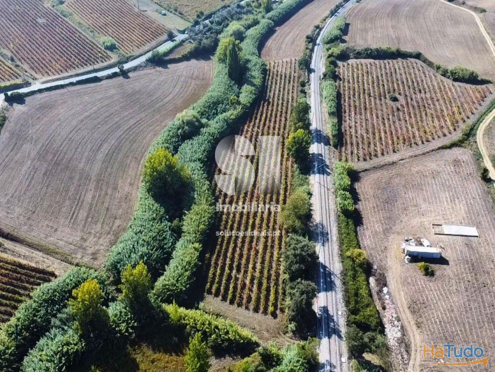 Terreno com Vinha Ativa Terreno com Vinha Ativa