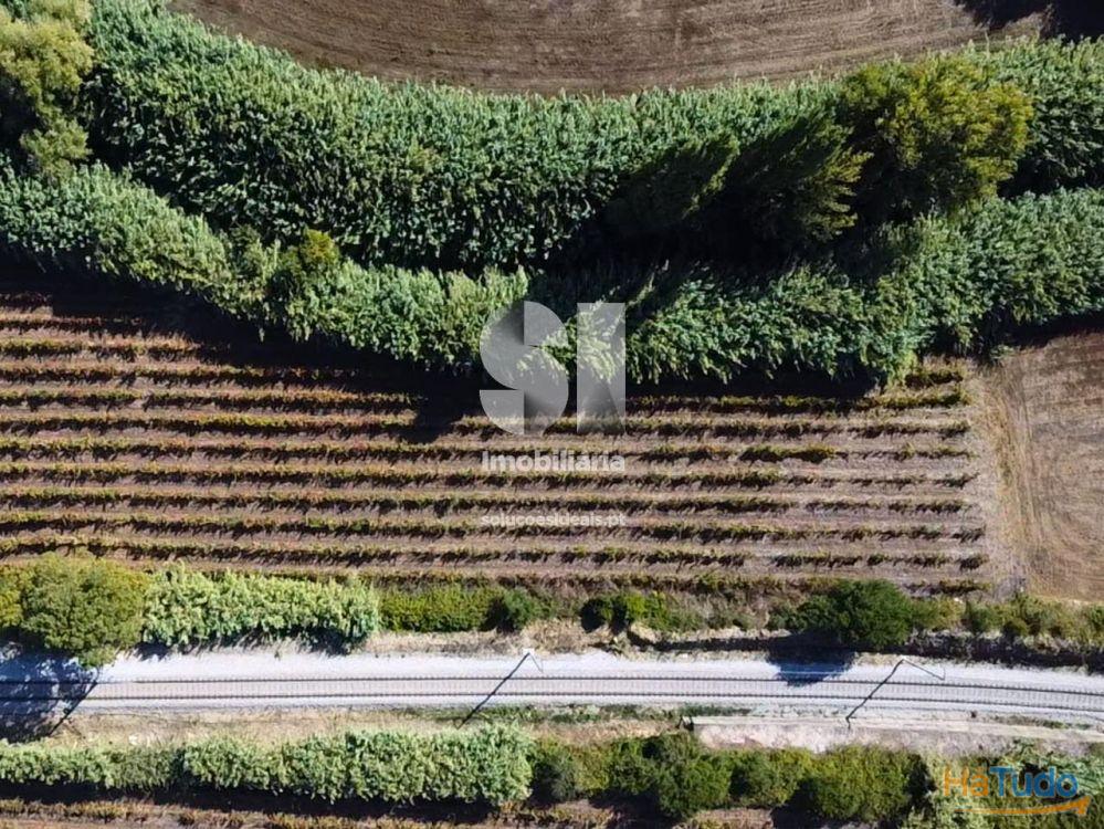 Terreno com Vinha Ativa Terreno com Vinha Ativa