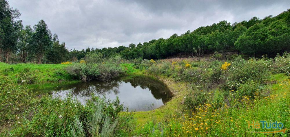 Quinta para venda em Castelo Branco com 4.5HA Quinta para venda em Castelo Branco com 4.5HA