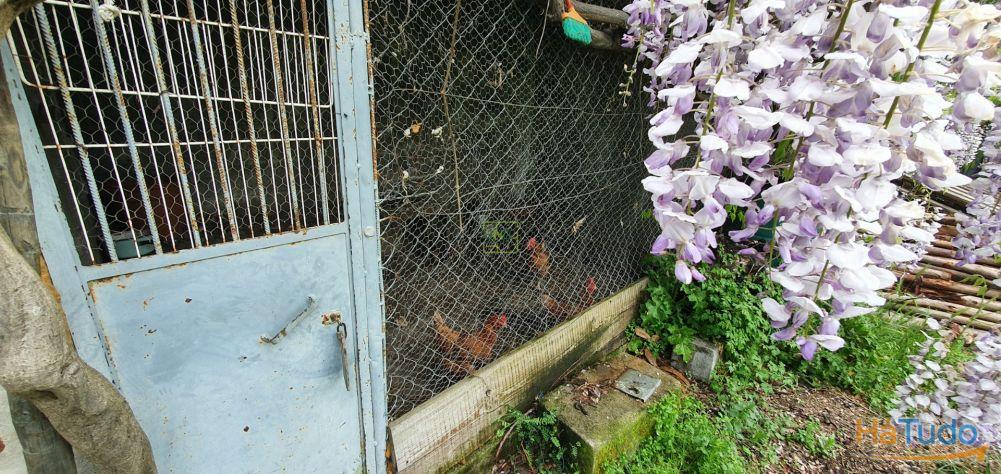 Quinta para venda em Castelo Branco com 4.5HA Quinta para venda em Castelo Branco com 4.5HA