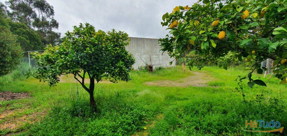 Quinta para venda em Castelo Branco com 4.5HA Quinta para venda em Castelo Branco com 4.5HA