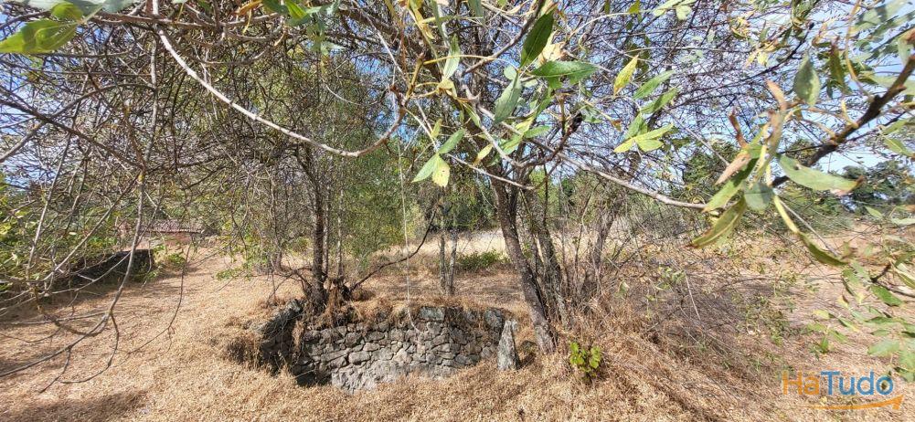 Quinta com área de 3250m2 e Construção Rural com 36m2 ? a 10 minutos de Castelo Branco Quinta com área de 3250m2 e Construção Rural com 36m2 ? a 10 minutos de Castelo Branco