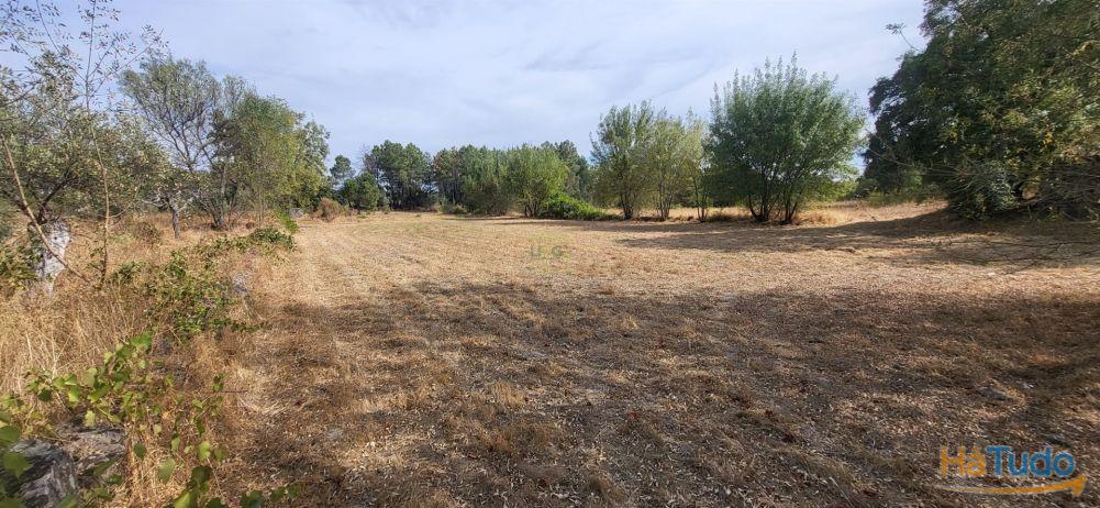 Quinta com área de 3250m2 e Construção Rural com 36m2 ? a 10 minutos de Castelo Branco Quinta com área de 3250m2 e Construção Rural com 36m2 ? a 10 minutos de Castelo Branco