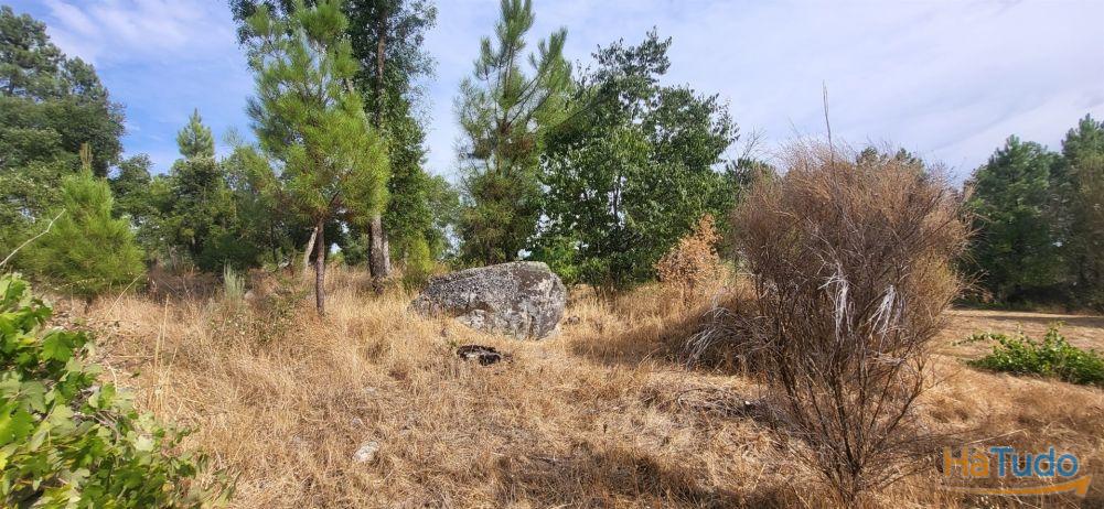 Quinta com área de 3250m2 e Construção Rural com 36m2 ? a 10 minutos de Castelo Branco Quinta com área de 3250m2 e Construção Rural com 36m2 ? a 10 minutos de Castelo Branco
