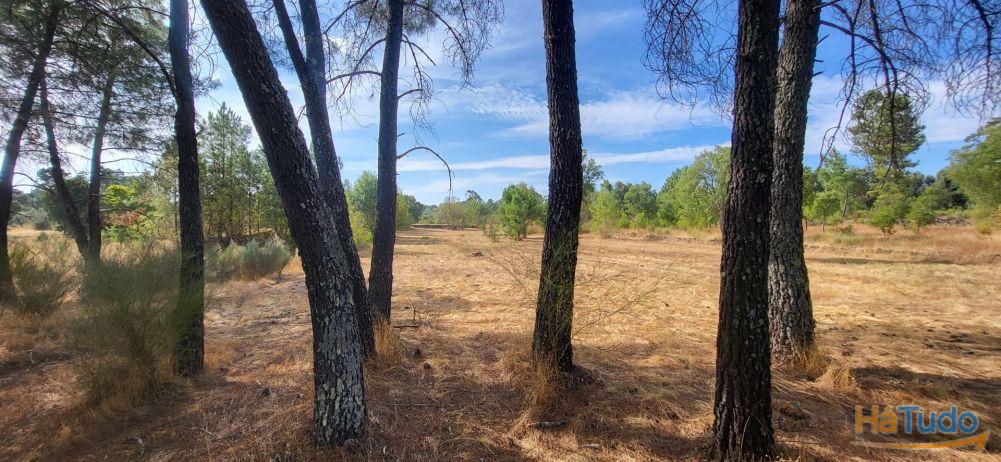 Quinta com área de 3250m2 e Construção Rural com 36m2 ? a 10 minutos de Castelo Branco Quinta com área de 3250m2 e Construção Rural com 36m2 ? a 10 minutos de Castelo Branco