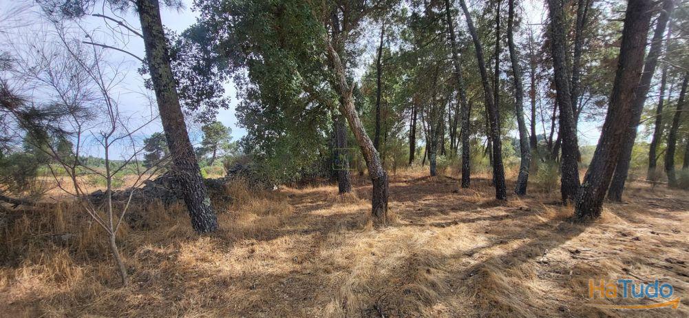 Quinta com área de 3250m2 e Construção Rural com 36m2 ? a 10 minutos de Castelo Branco Quinta com área de 3250m2 e Construção Rural com 36m2 ? a 10 minutos de Castelo Branco