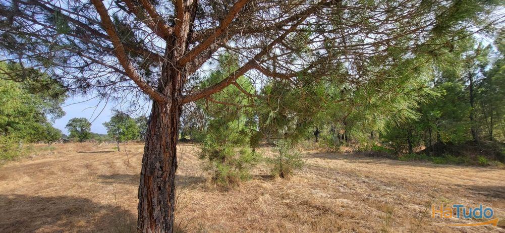 Quinta com área de 3250m2 e Construção Rural com 36m2 ? a 10 minutos de Castelo Branco Quinta com área de 3250m2 e Construção Rural com 36m2 ? a 10 minutos de Castelo Branco