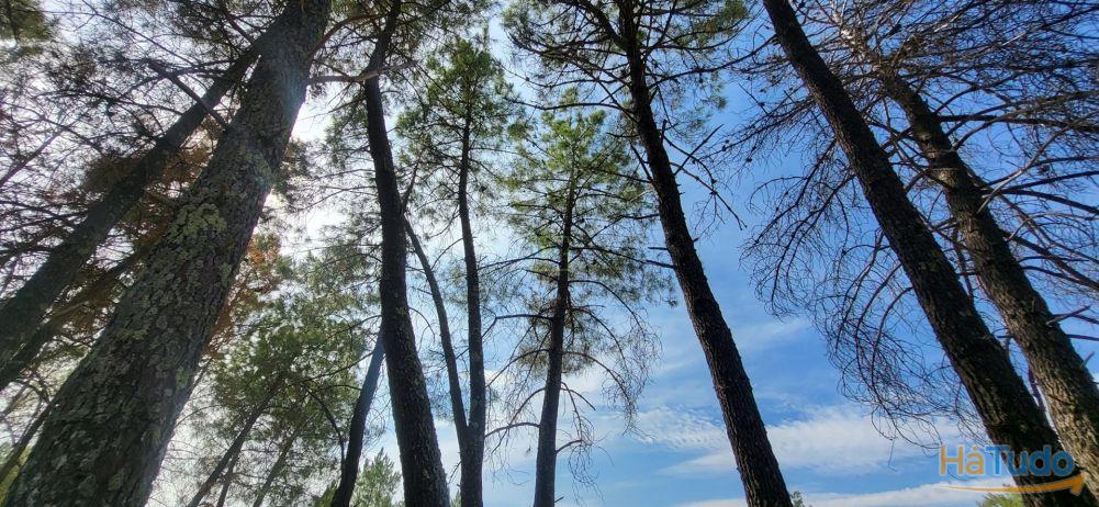 Quinta com área de 3250m2 e Construção Rural com 36m2 ? a 10 minutos de Castelo Branco Quinta com área de 3250m2 e Construção Rural com 36m2 ? a 10 minutos de Castelo Branco