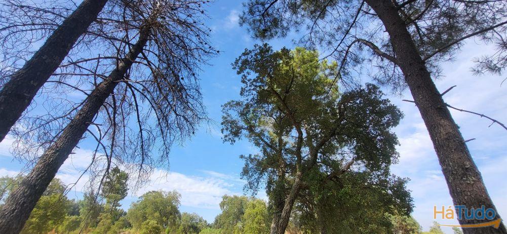 Quinta com área de 3250m2 e Construção Rural com 36m2 ? a 10 minutos de Castelo Branco Quinta com área de 3250m2 e Construção Rural com 36m2 ? a 10 minutos de Castelo Branco