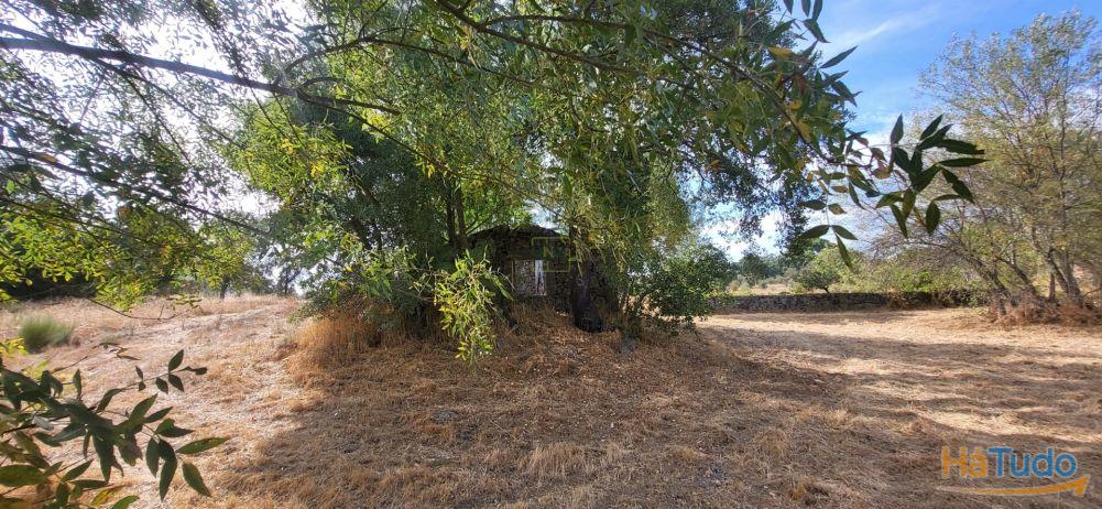 Quinta com área de 3250m2 e Construção Rural com 36m2 ? a 10 minutos de Castelo Branco Quinta com área de 3250m2 e Construção Rural com 36m2 ? a 10 minutos de Castelo Branco