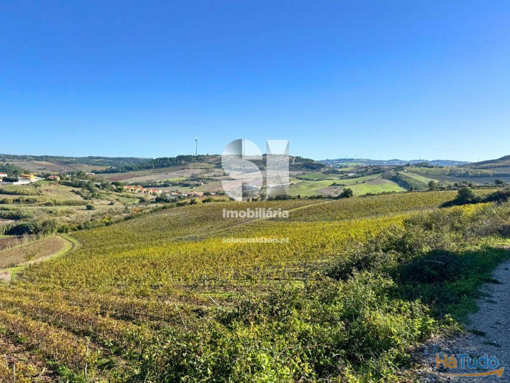 Terreno com vinha ativa Terreno com vinha ativa