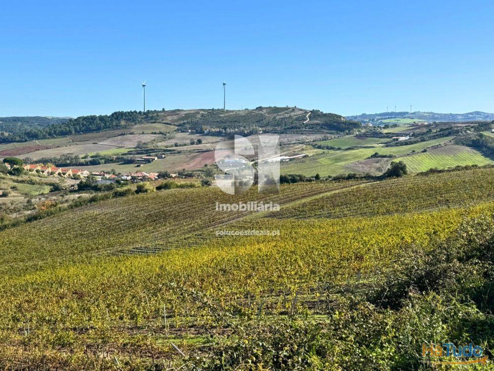 Terreno com vinha ativa Terreno com vinha ativa