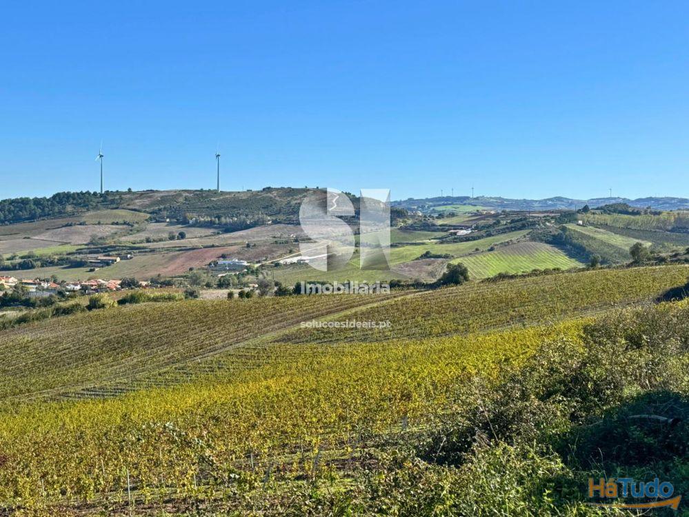 Terreno com vinha ativa Terreno com vinha ativa