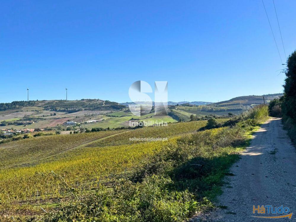 Terreno com vinha ativa Terreno com vinha ativa