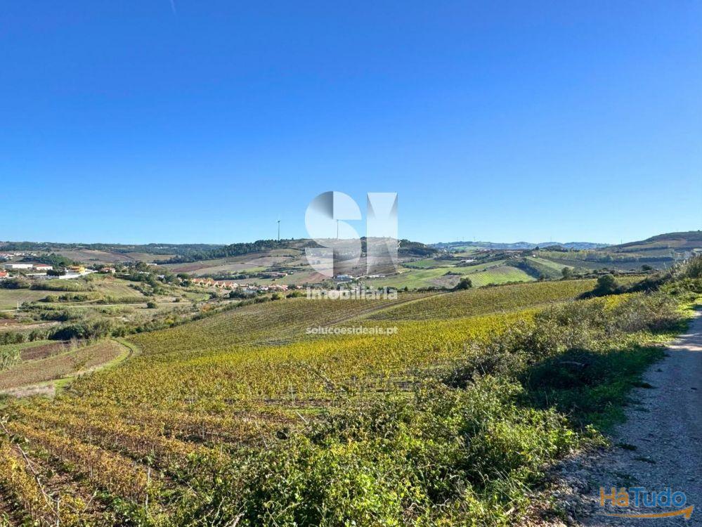 Terreno com vinha ativa Terreno com vinha ativa