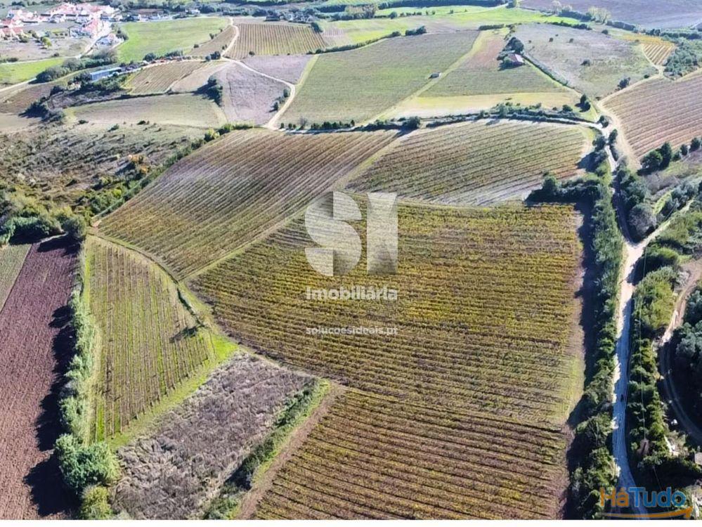 Terreno com vinha ativa Terreno com vinha ativa