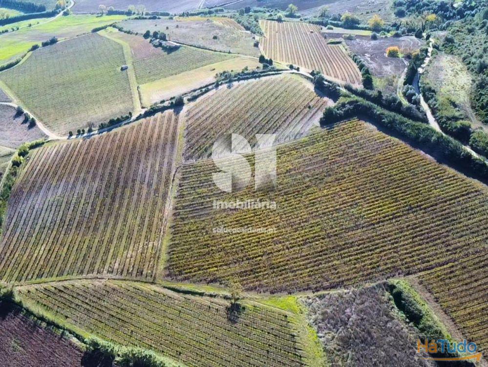 Terreno com vinha ativa Terreno com vinha ativa