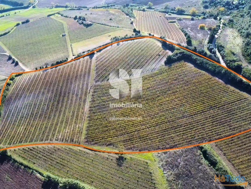 Terreno com vinha ativa Terreno com vinha ativa