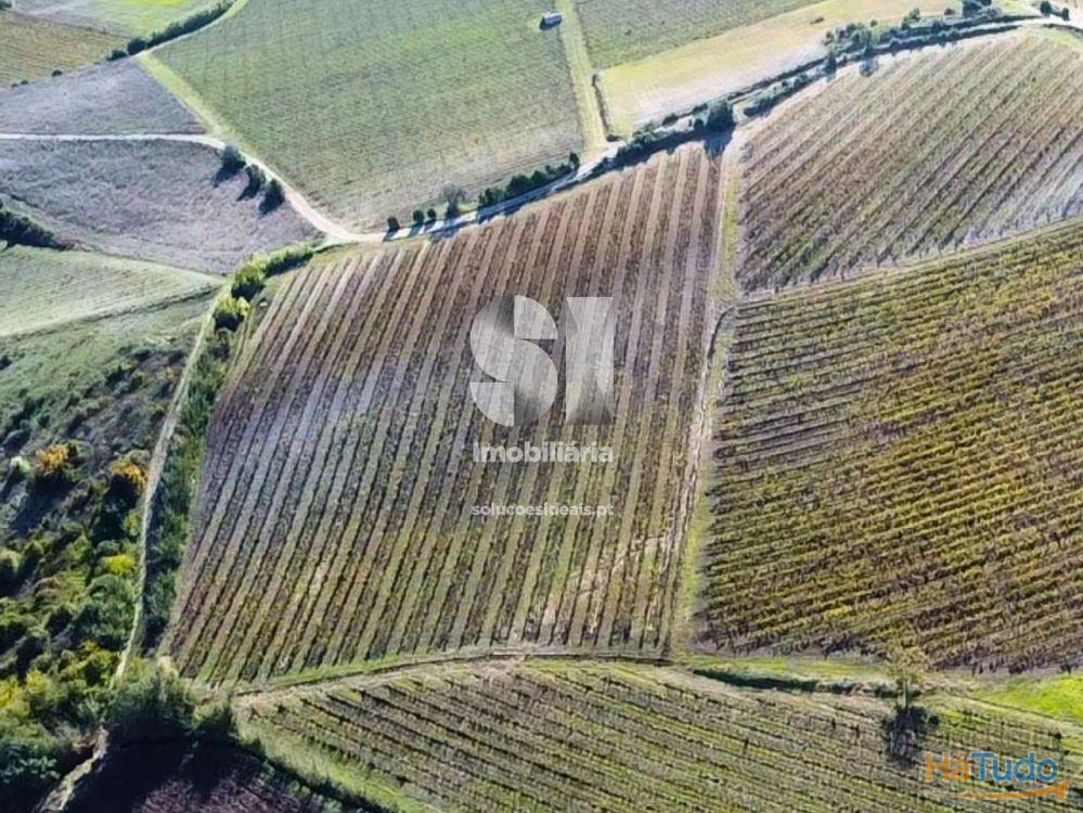 Terreno com vinha ativa Terreno com vinha ativa