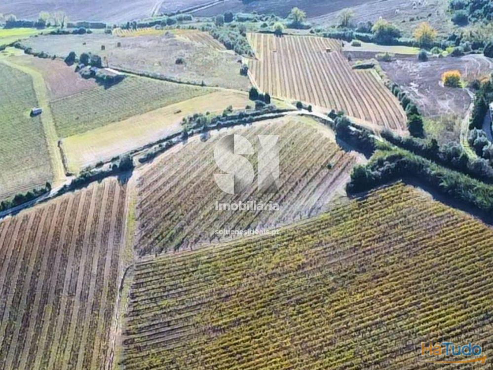 Terreno com vinha ativa Terreno com vinha ativa