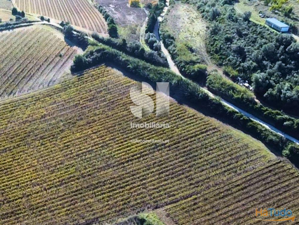 Terreno com vinha ativa Terreno com vinha ativa