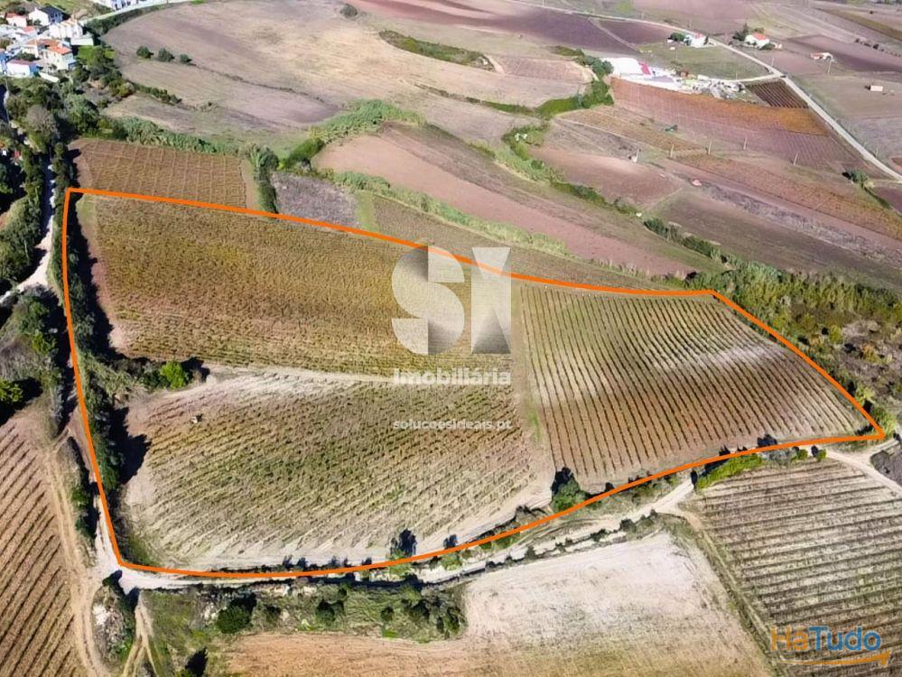 Terreno com vinha ativa Terreno com vinha ativa