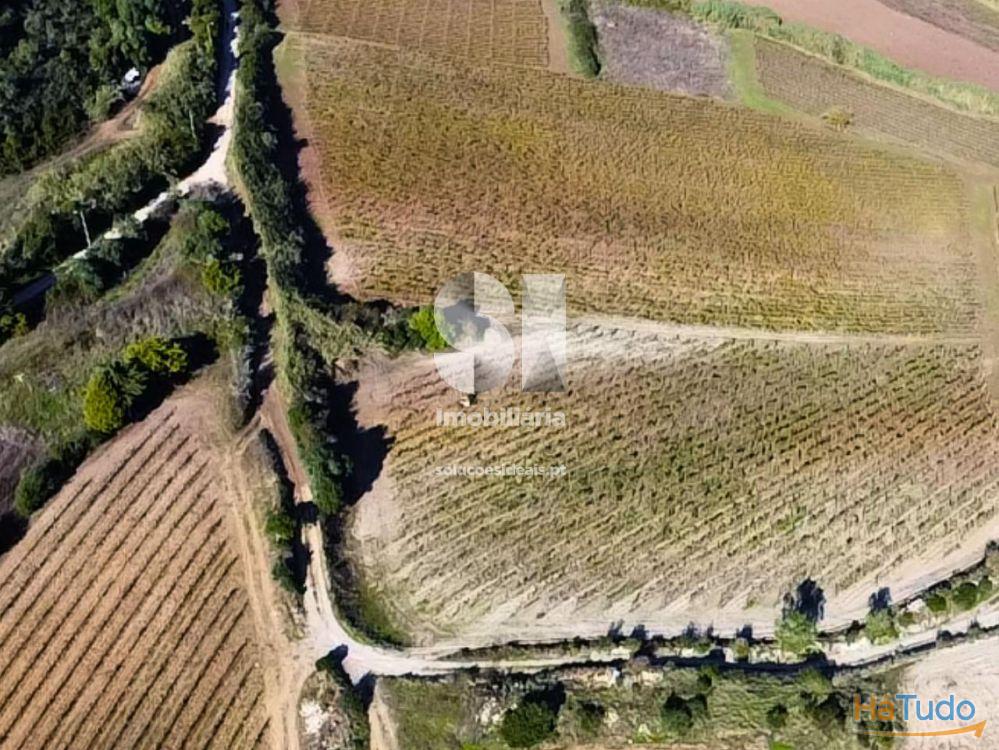 Terreno com vinha ativa Terreno com vinha ativa