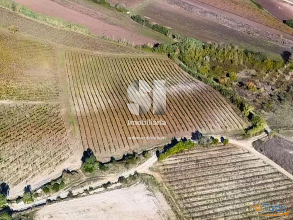 Terreno com vinha ativa Terreno com vinha ativa