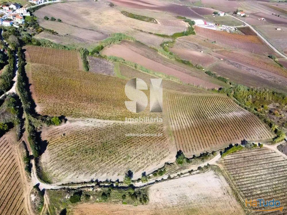 Terreno com vinha ativa Terreno com vinha ativa