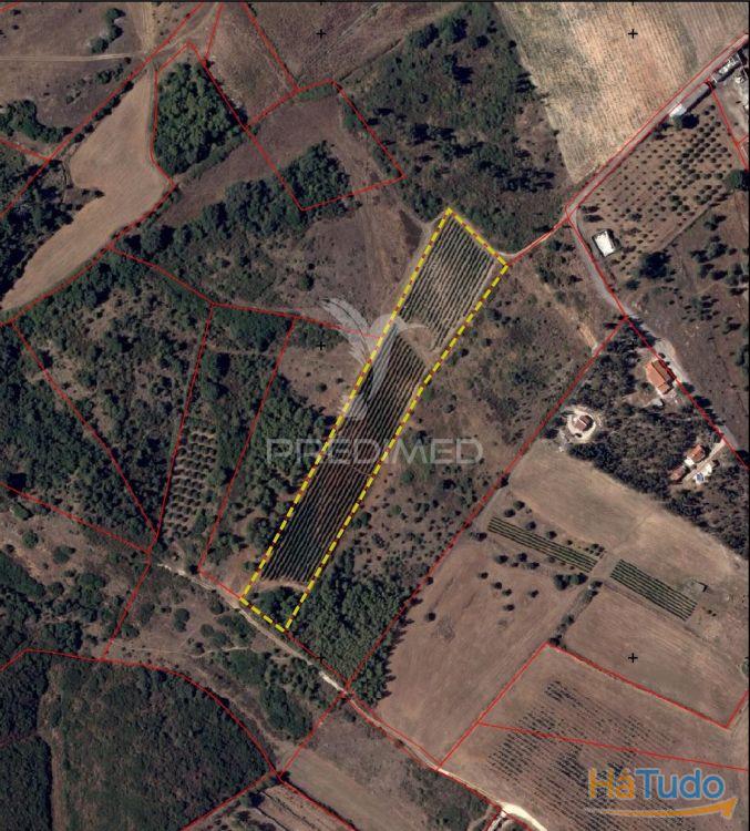 Terreno Rustico Vinha Produtiva Terreno Rustico Vinha Produtiva