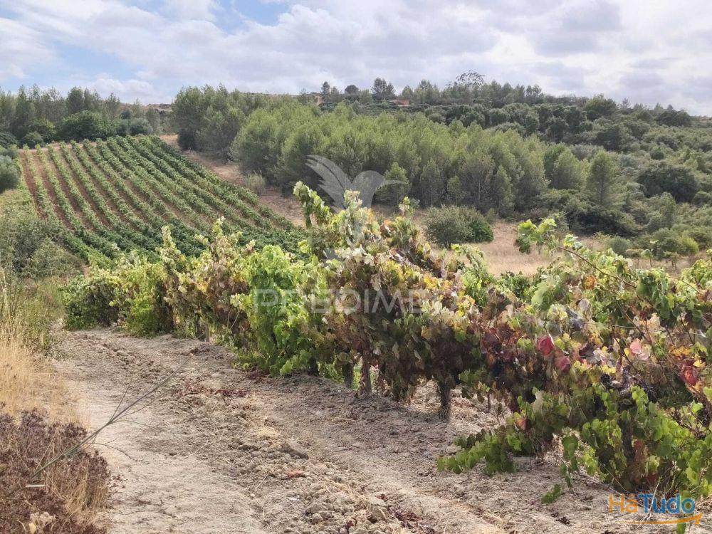 Terreno Rustico Vinha Produtiva Terreno Rustico Vinha Produtiva