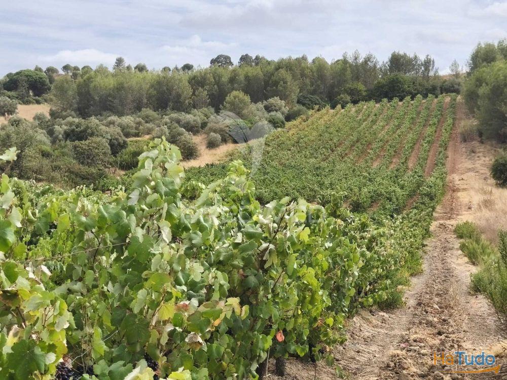 Terreno Rustico Vinha Produtiva Terreno Rustico Vinha Produtiva