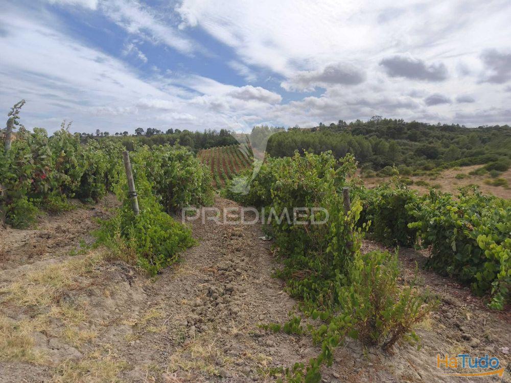 Terreno Rustico Vinha Produtiva Terreno Rustico Vinha Produtiva