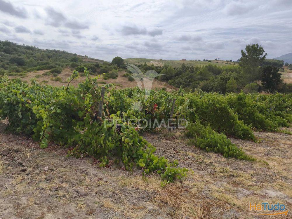 Terreno Rustico Vinha Produtiva Terreno Rustico Vinha Produtiva