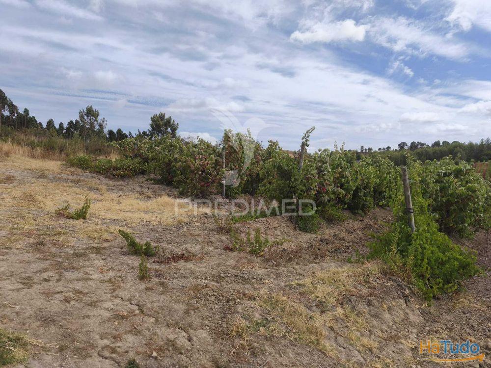 Terreno Rustico Vinha Produtiva Terreno Rustico Vinha Produtiva