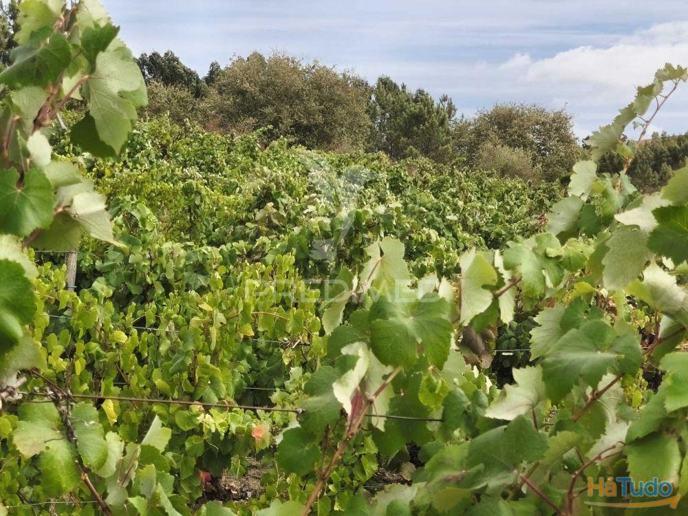 Terreno Rustico Vinha Produtiva Terreno Rustico Vinha Produtiva