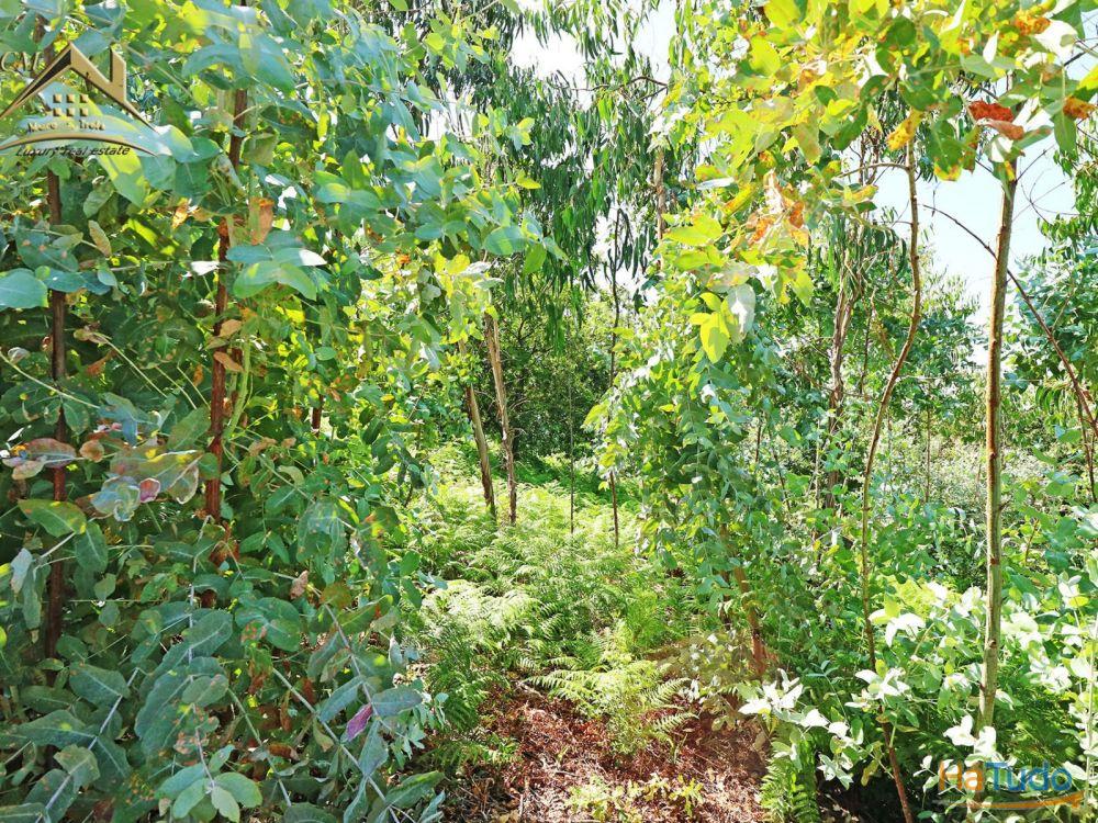 Terreno Bouça dos Alhinhos Terreno Bouça dos Alhinhos