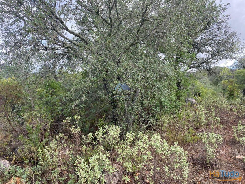 Terreno Rustico | Alcaria do Gato | Querença Terreno Rustico | Alcaria do Gato | Querença