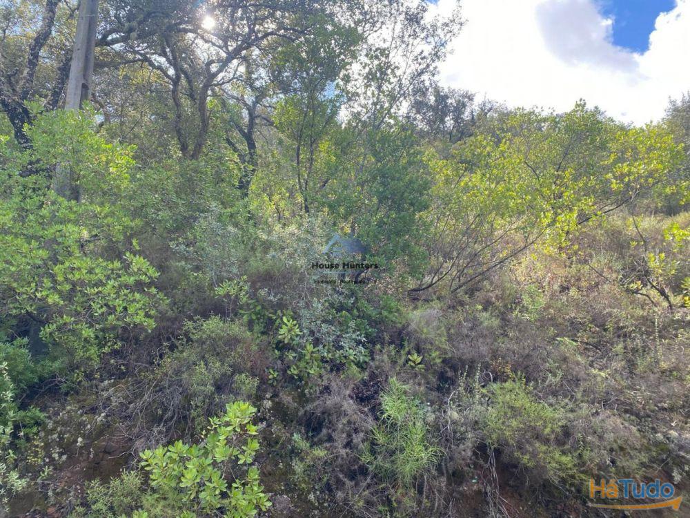 Terreno Rustico em Rocha Dos Penedos Altos | Querença Terreno Rustico em Rocha Dos Penedos Altos | Querença