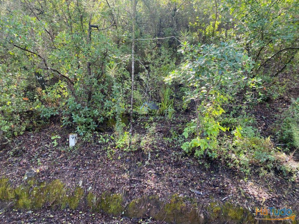 Terreno Rustico em Rocha Dos Penedos Altos | Querença Terreno Rustico em Rocha Dos Penedos Altos | Querença