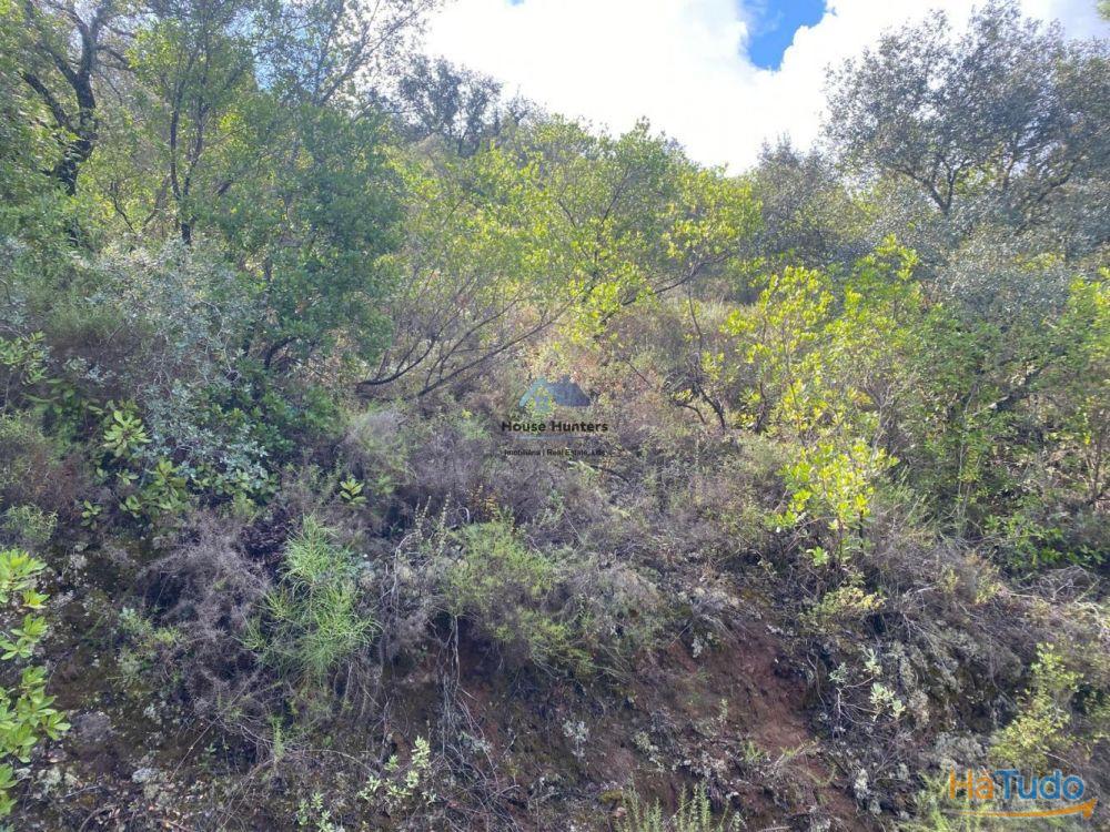 Terreno Rustico em Rocha Dos Penedos Altos | Querença Terreno Rustico em Rocha Dos Penedos Altos | Querença