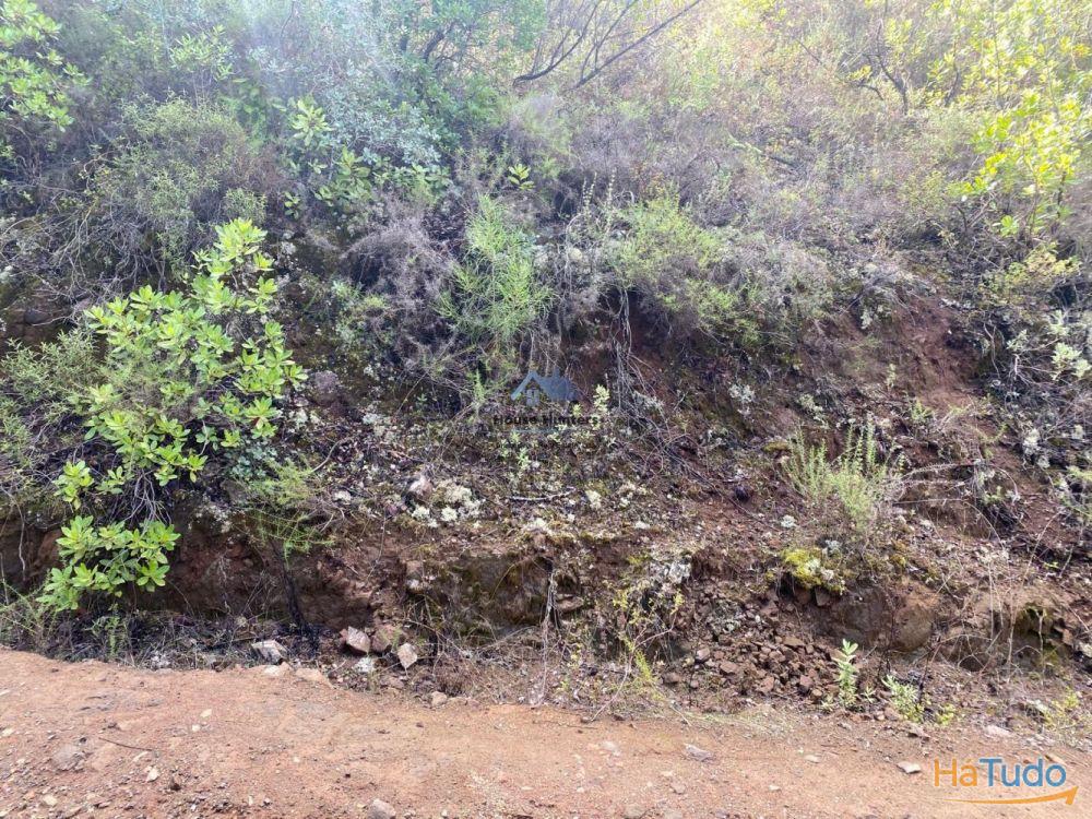 Terreno Rustico em Rocha Dos Penedos Altos | Querença Terreno Rustico em Rocha Dos Penedos Altos | Querença