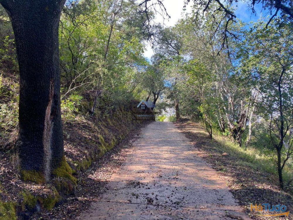 Terreno Rustico em Rocha Dos Penedos Altos | Querença Terreno Rustico em Rocha Dos Penedos Altos | Querença