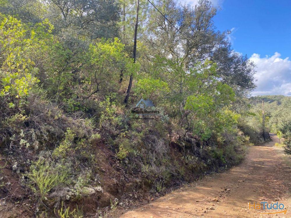 Terreno Rustico em Rocha Dos Penedos Altos | Querença Terreno Rustico em Rocha Dos Penedos Altos | Querença