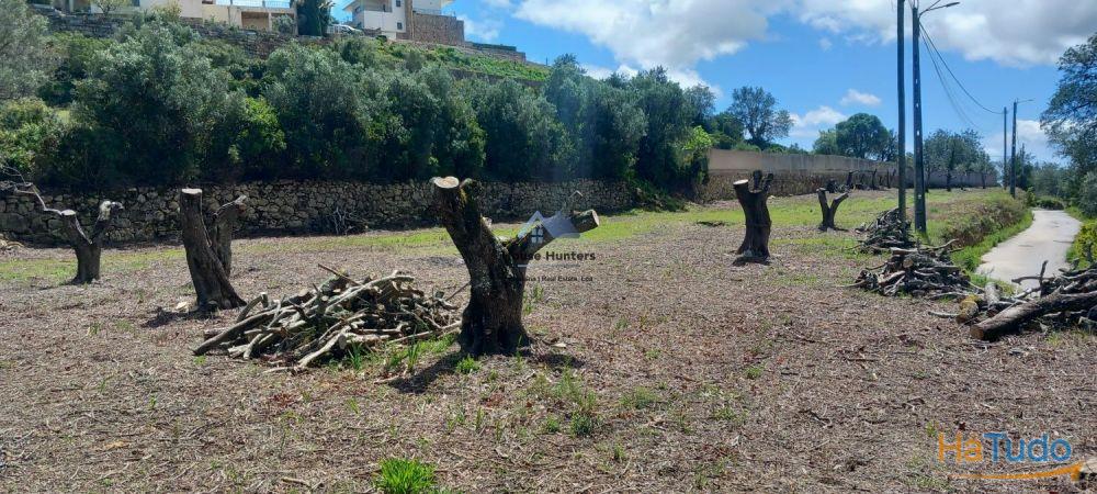 TERRENO RUSTICO | AGUA REDE | ELETRICIDADE | CORGOS DE S. LUZIA | LOULÉ TERRENO RUSTICO | AGUA REDE | ELETRICIDADE | CORGOS DE S. LUZIA | LOULÉ